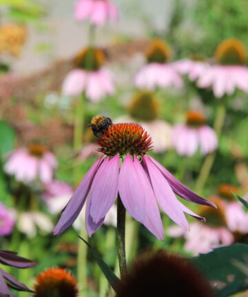 Bepaald type beplanting trekt bijen en vlinders aan.