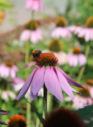 Bepaald type beplanting trekt bijen en vlinders aan.