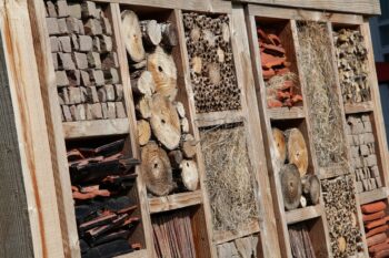 Natuurcompensatie en biodiversiteit