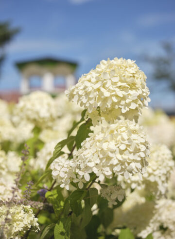 Bloem close up.