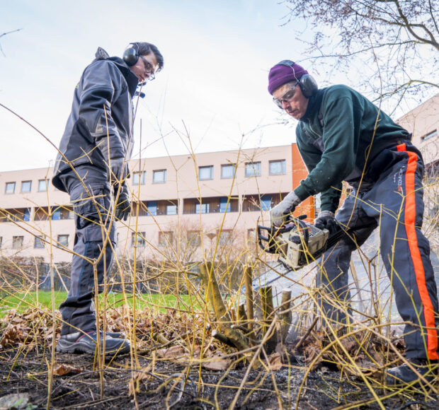 Winterwerk met de kettingzaag.