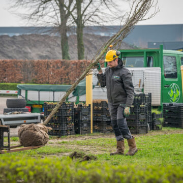 Bomen poten